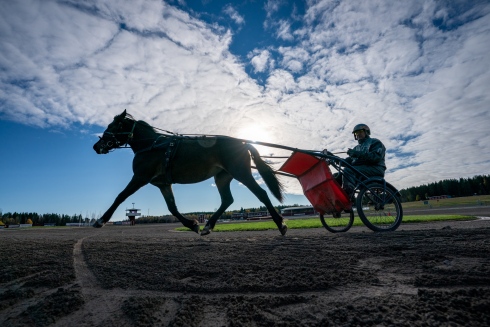 Lannem Stella är obesegrad efter fem starter. Foto av Thomas Blomqvist TR Bild